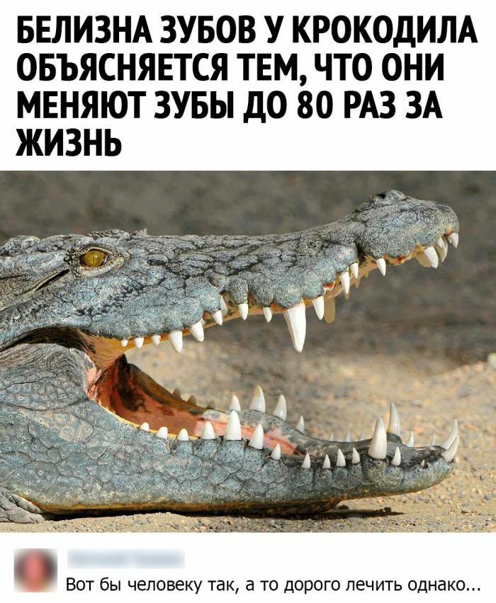 БЕЛИЗНА ЗУБОВ У КРОКОДИЛА ОБЪЯСНЯЕТСЯ ТЕМ ЧТО ОНИ МЕНЯЮТ ЗУБЫ ДО 80 РАЗ ЗА ВОТ бЫ человеку ТЭК а ТО ДОРОГО лечить ОДНВКО