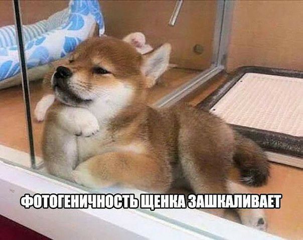 в __ фптппничнпсть ЩЕШШ здшшшившг