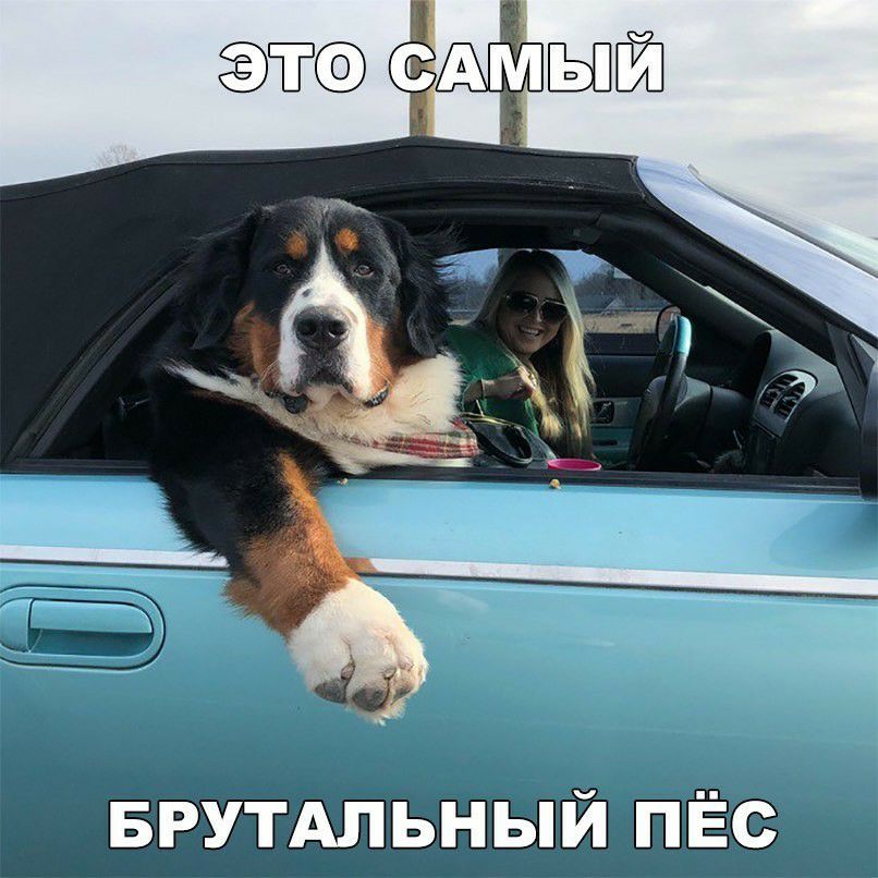 таэ САМЬПЙ БРУТАЛЬНЫЙ пЁс