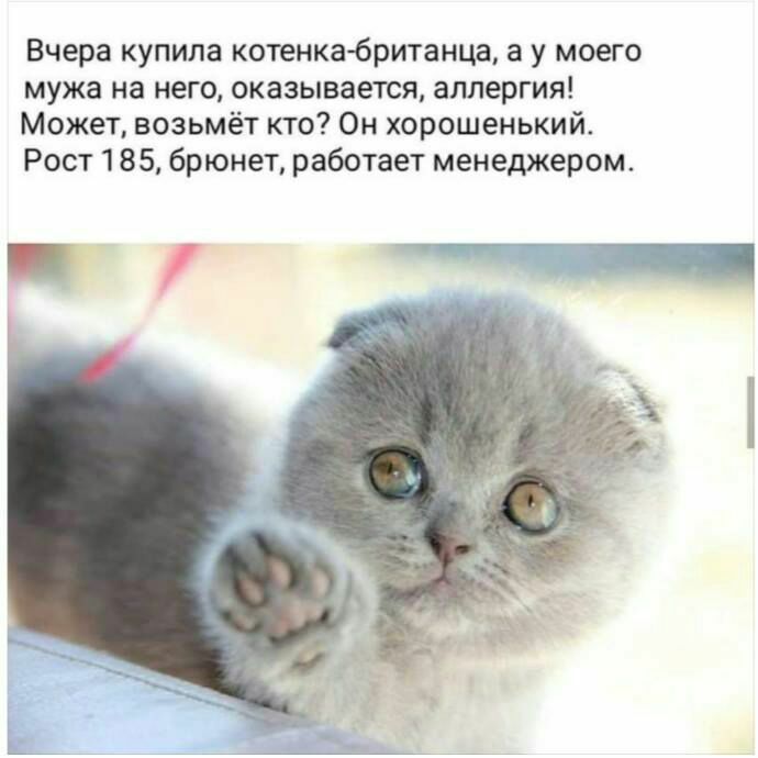 Вчера купила котенкабританца а у моего мужа на него оказывается аллергия Может возьмёт кто Он хорошенький Рост 185 брюнет работает менеджером ч