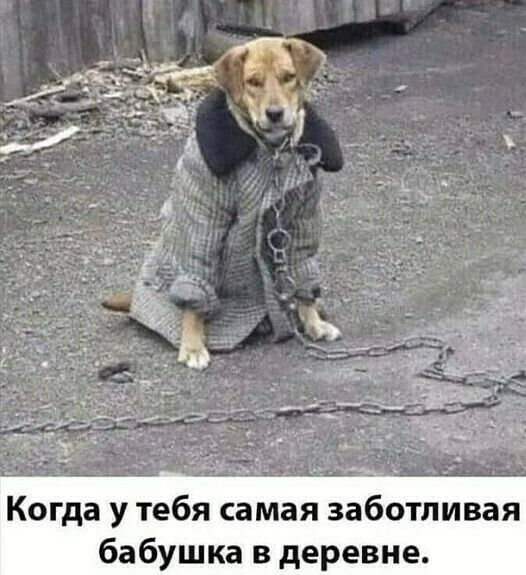 Когда у тебя самая заботливая бабушка в деревне