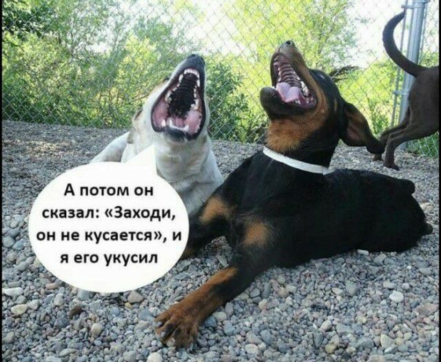 А потом он сказал Заходи он не кусается и я его укусил