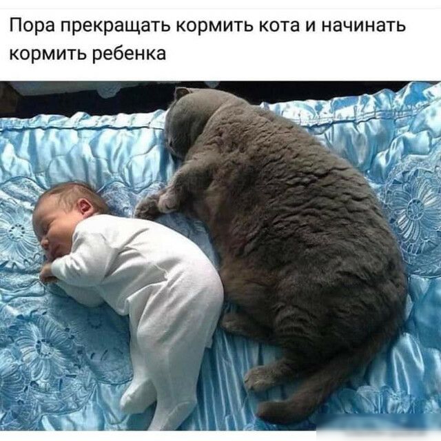 Пора прекращать кормить кота и начинать кормить ребенка