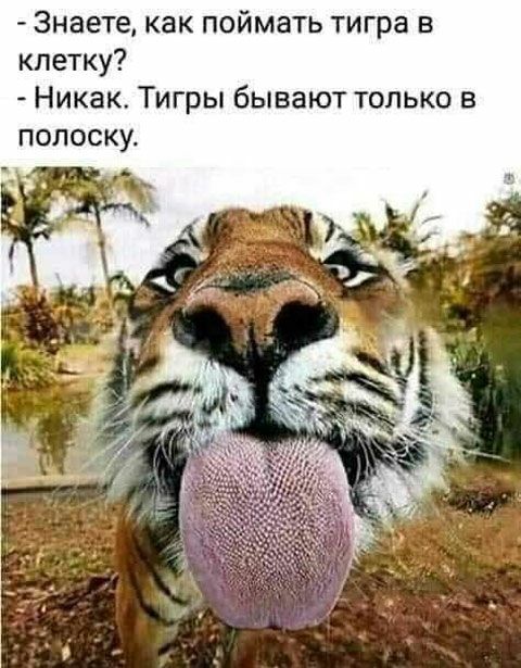 Знаете как поймать тигра в клетку Никак Тигры бывают только в ПОЛОСКУ