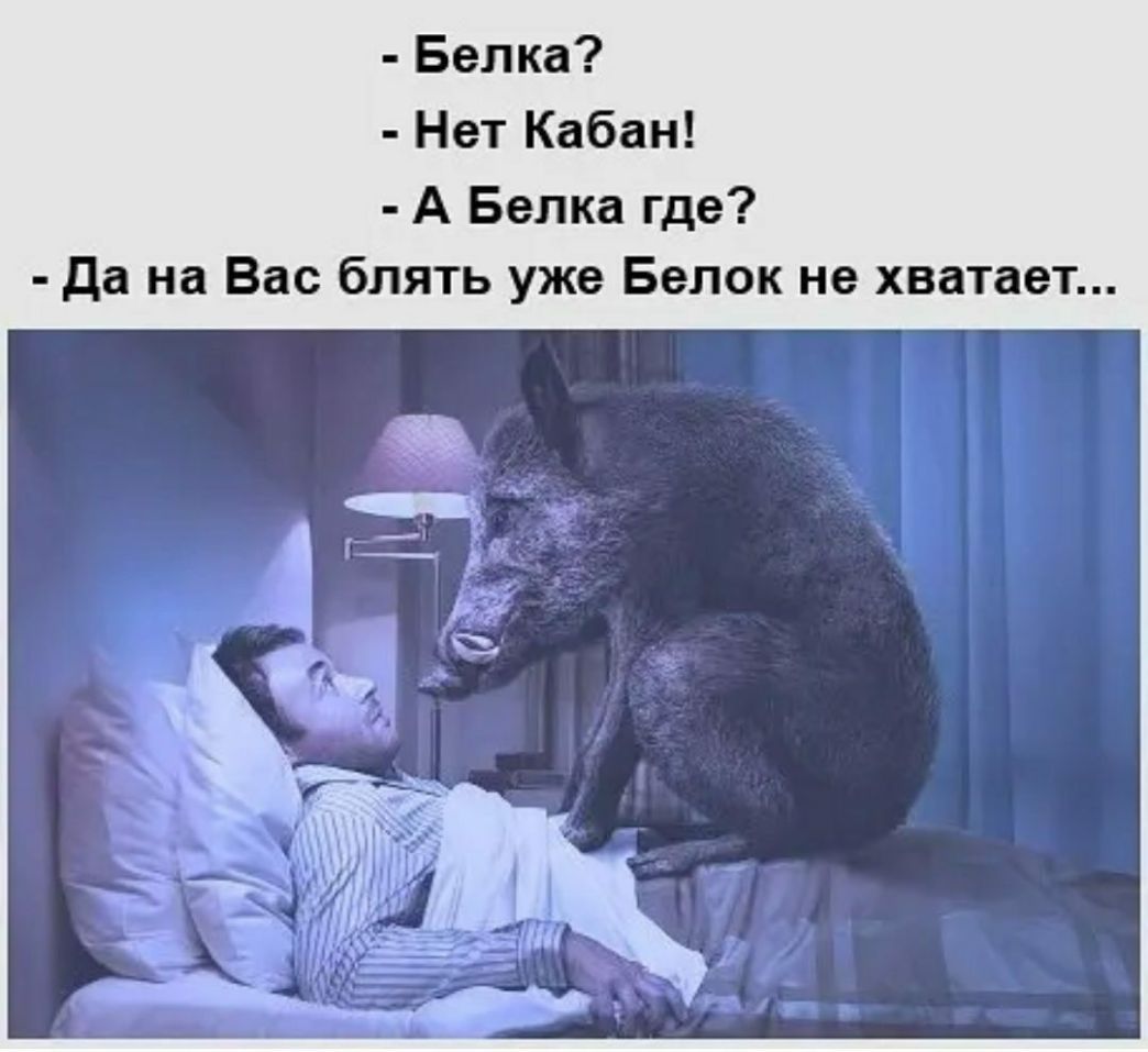 Белка Нет Кабан А Белка где да на Вас блять уже Белок не хватает