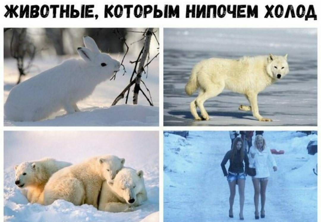 ЖИВОТНЫЕ КОТОРЫМ НИПОЧЕМ ХОАОА