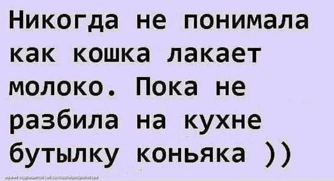 Никогда не понимала как кошка лакает молоко Пока не разбила на кухне бутылку коньяка