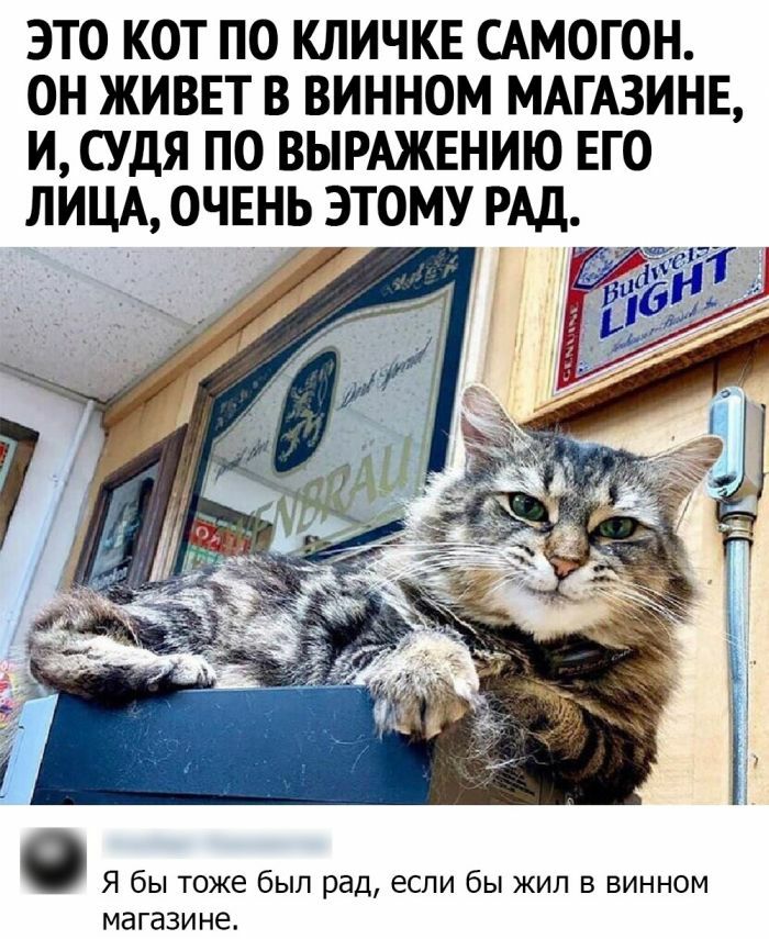 ЭТО КОТ ПО КЛИЧКЕ САМОГОН ОН ЖИВЕТ В ВИННОМ МАГАЗИНЕ И СУДЯ ПО ВЫРАЖЕНИЮ ЕГО ЛИЦА ОЧЕНЬ ЭТОМУ РАД О Я бы тоже был рад если бы жил в винном магазине