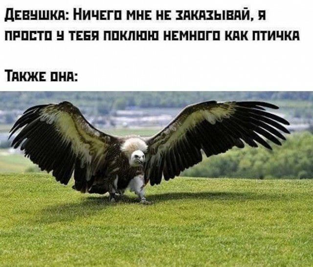 дЕнншкя Ничггп мн н пкдзывпй я пппптп н тввя ппкпшш нвмнпгп кпк птички Тдкж пнд