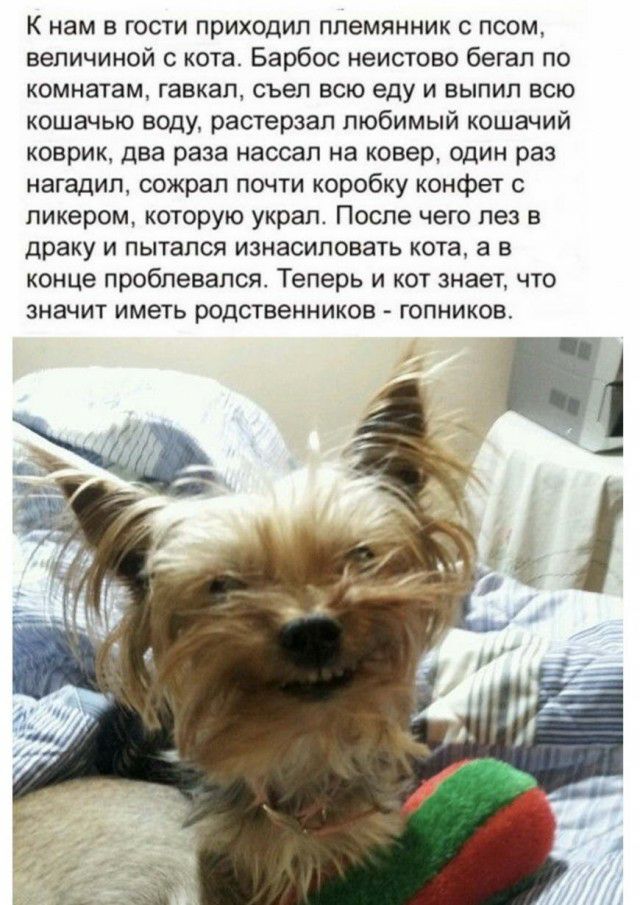К нам в гости приходил племянник с псом величиной с кота Барбос неистово бегал по комнатам гавкал съел всю еду и выпил всю кошачью воду растерзал любимый кошачий коврик два раза наосал на ковер один раз нагадил сожрал почти коробку конфет с ликером которую украл После чего лез в драку и пытался изнасиловать кота а в конце проблевапся Теперь и кот знает что значит иметь родственников гопников