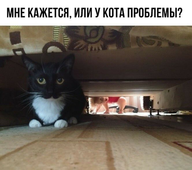 МНЕ КАЖЕТСЯ ИЛИ У КОТА ПРОБЛЕМЫ