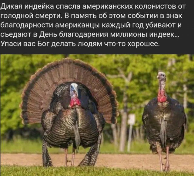 ДИКЗЯ ИНДЕЙКЭ спасла американских КОЛОНИСТОВ ОТ ГОЛОДНОЙ СМЕРТИ В ПЗМЯТЬ Об ЭТОМ СОбЫТИИ В знак благодарности американцы каждый ГОД убивают И съедают В ДЕНЬ благодарения МИЛЛИОНЫ индеек Упаси вас БОГ делать ЛЮДЯМ ЧТОАТО хорошее