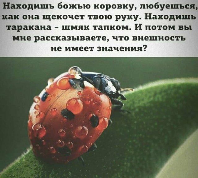 Находишь божью коровку пюбуешьея как она щекочет твою руку Находить таракана шмяк тапком и потом вы мне рассказываете что внешность не имеет значения