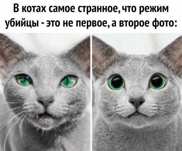 В котах самое странное что режим убийцы это не первоеа второе фото
