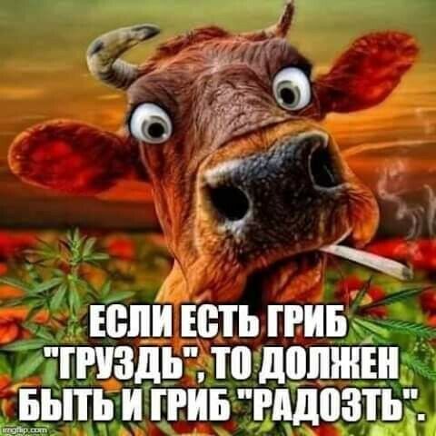 ЕШШ ЕСТЬ ПИБ _ ГПЗдЬ П ШШШ ФЁЬПЪ И ПИБ РПДЗДЪ