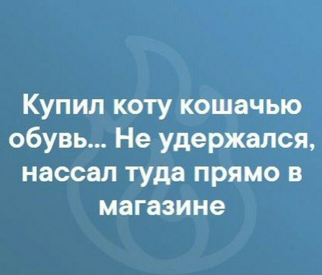 Купил коту кошачью обувь Не удержался нассал туда прямо в магазине