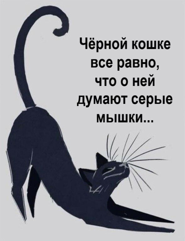 Чёрной кошке все равно что о ней думают серые мышки