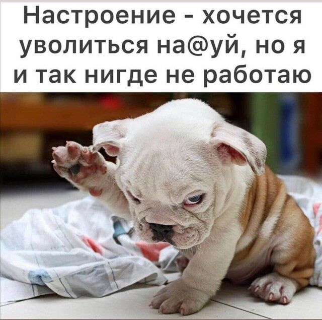 Настроение хочется уволиться науй но я и так нигде не работаю