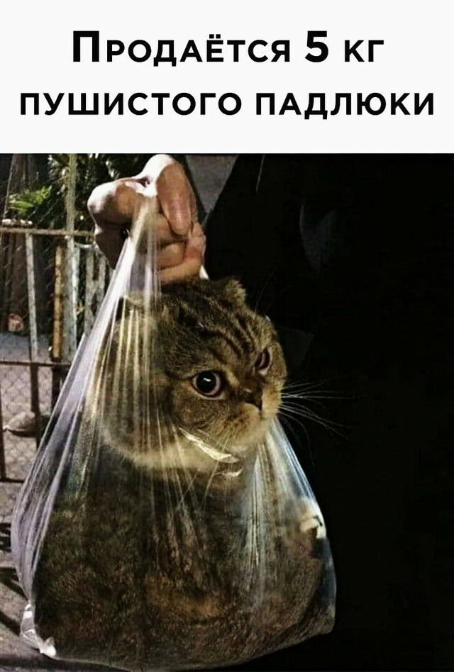 ПРОДАЁТСЯ 5 кг пушистого ПАДЛЮКИ