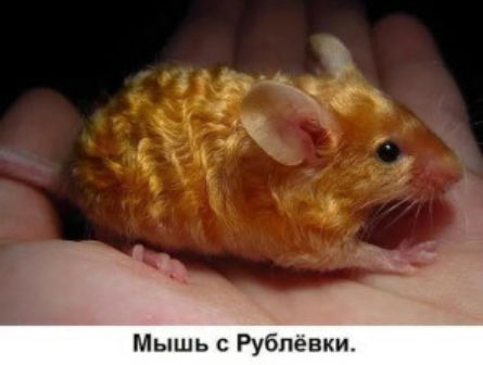 Мышь с Рублевки