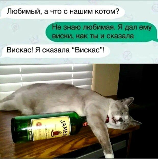 Любимый а что с нашим котом Не знаю любимая Я дал ему виски как ты и сказала Вискас Я сказала Вискас