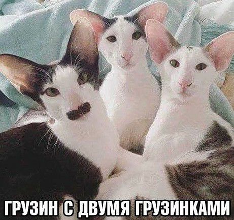 грузинігдвчмя рузинкдіии