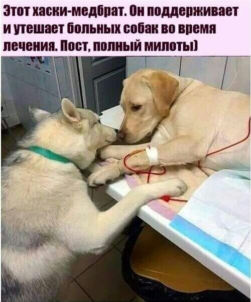 этот капии медйпат он ппддепживает и утешает попьиык собак во впемя печения ш_т пппиый мипо_ть_п Т