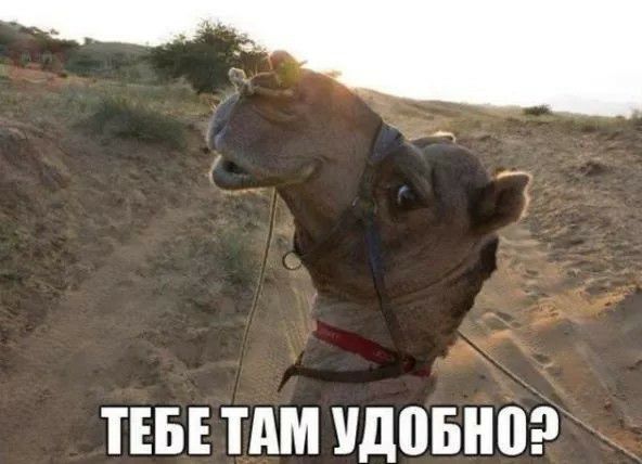 31 ТЕБЕ ТАМ удивив