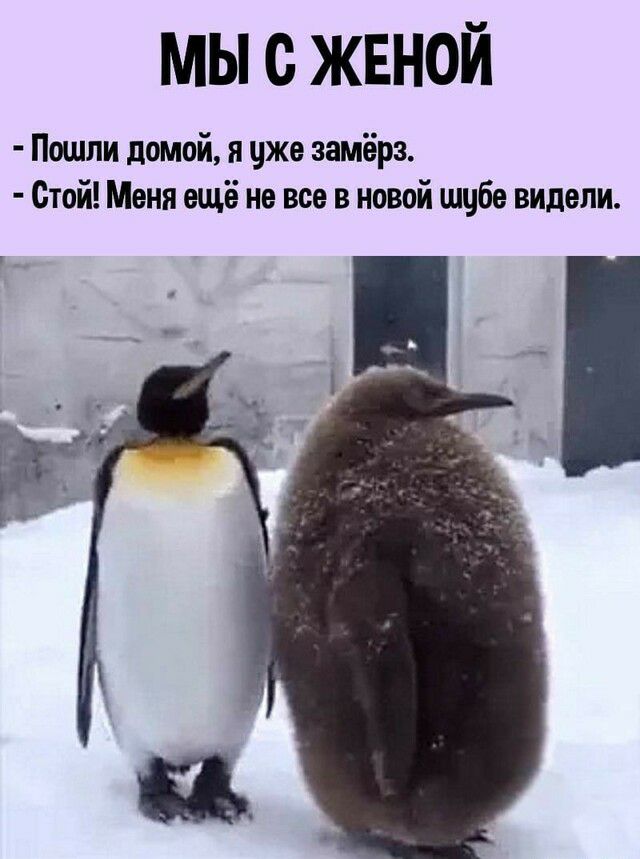 МЫ С ЖЕНОЙ Пошли домой я чже замёрз Стой Меня ещё не все в новой шцбе видели