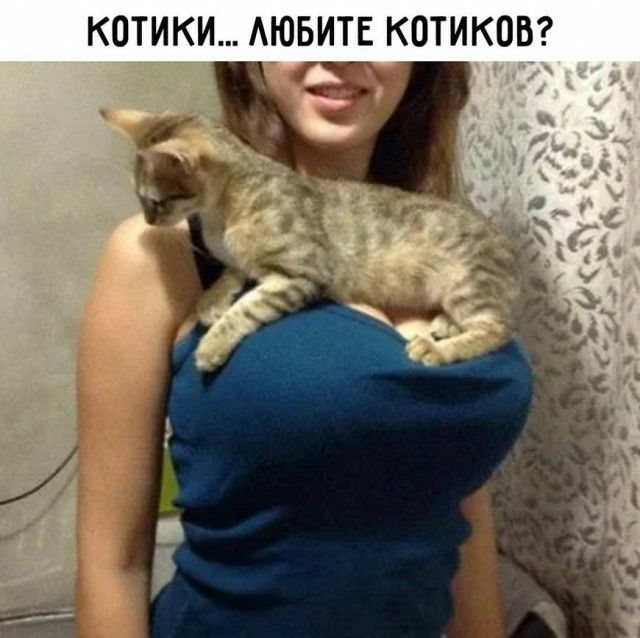 КОТИКИ АЮБИТ7Е КОТИКОВ