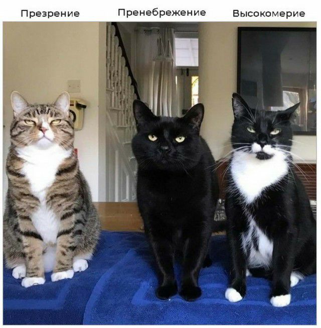 Презрение Пренебрежение Высокомерие