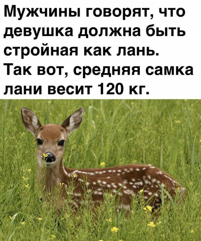 Мужчины говорят что девушка должна быть стройная как лань Так вот средняя самка лани весит 120 кг