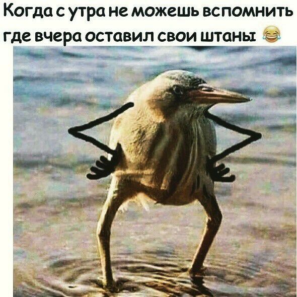 Когда с утра не можешь вспомнить где вчера оставил свои штаны чз _