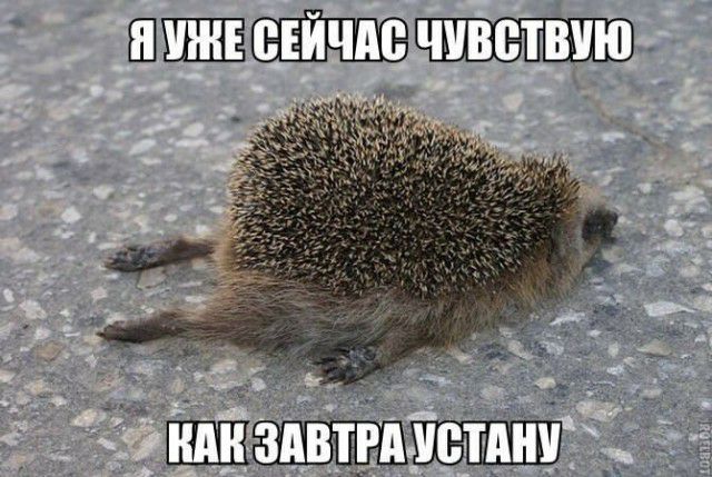 ШШ пгшии