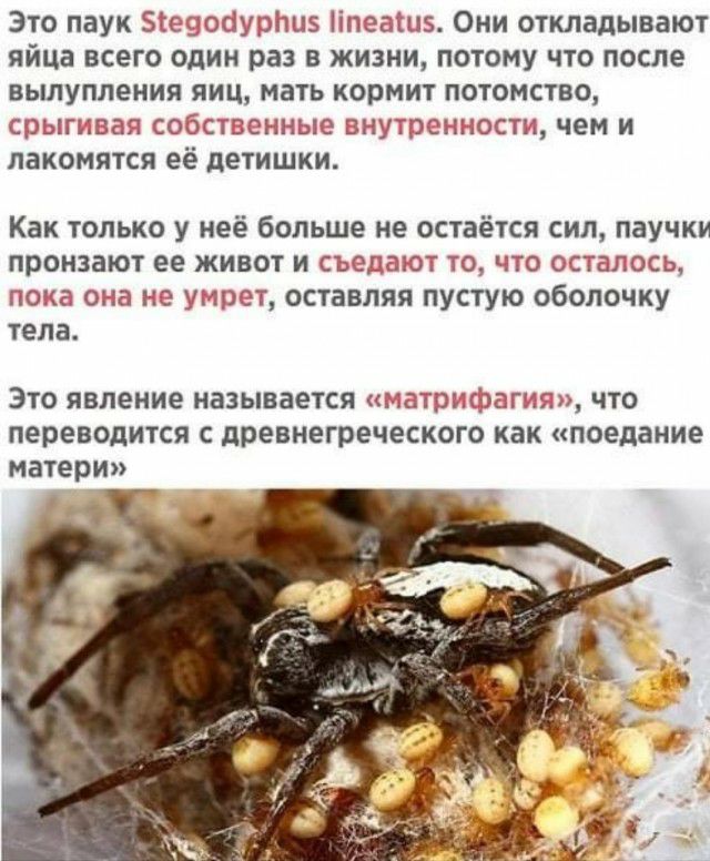 Это паук Зёсзосіурішэ Ппеашз Они откладывают яйца всего один раз в жизни потому что после вьшупления яиц мать кормит потомство срыгивая собственные внутрснпос и чем и пакомятся её детишки Как только у неё больше не остаётся сил паучки пронзают ее живот и съедают то что осталось пока она не умрет оставляя пустую оболочку тела Это явление называется яатр зфагляп что переводится с древнегреческого ка