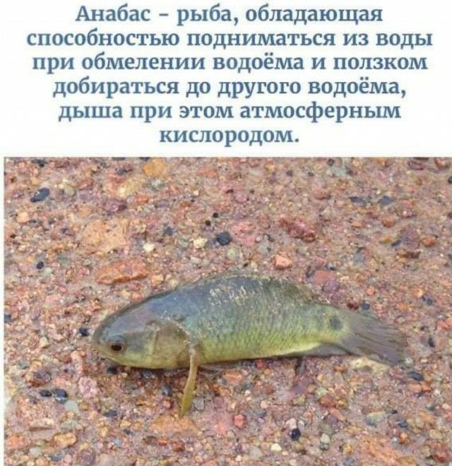 Анабас рыба обладающая способностью подниматься из воды при обменении водоёма и ползком добираться до другого водоёма дыша при этом атмосферньищ кислородом