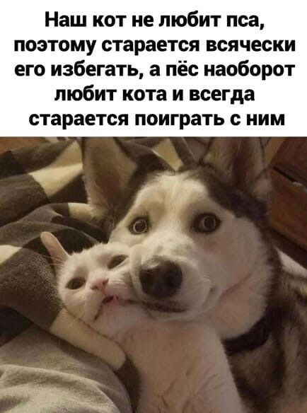 Наш кот не любит пса поэтому старается всячески его избегать а пёс наоборот любит кота и всегда старается ПОИГРЗТЬ с НИМ