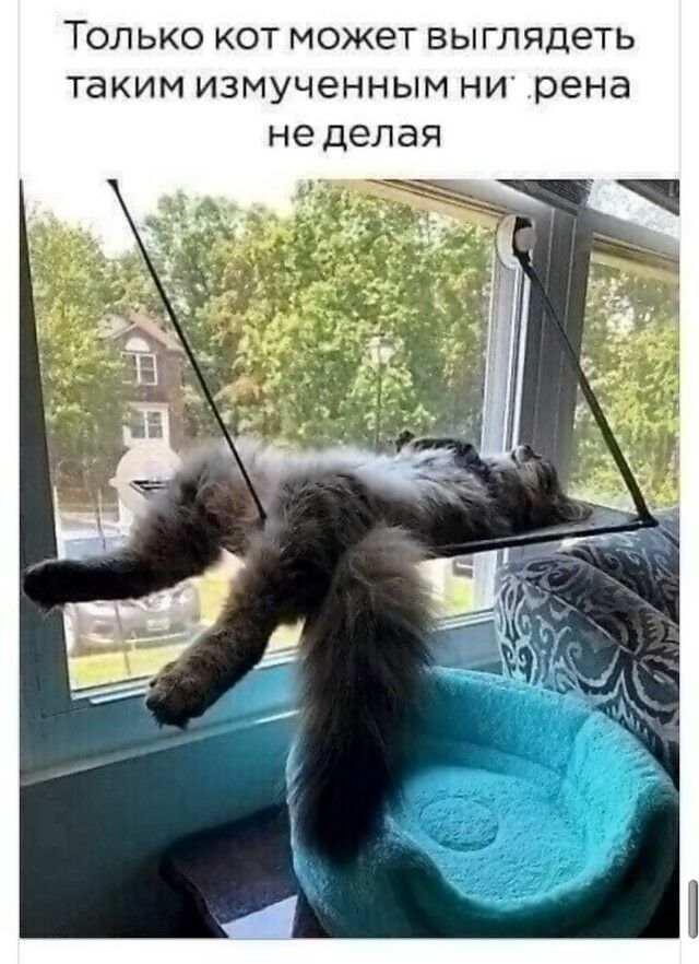ТОЛЬКО КОТ МОЖЭТ выглядеть таким ИЗМУЧЭННЫМ НИ рена не делая