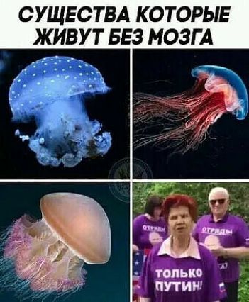 ОУЩЕОТВА КОТОРЫЕ ЖИВУТ БЕЗ МОЗГА