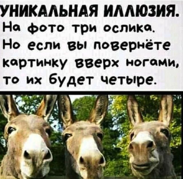 УНИКААЬНАЯ ИАМОЗИЯ На фото три ослики Но если вы повернёте картинку вверх ногами то их будет четыре