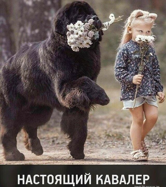 НАСТОЯЩИЙ КАВАЛЁЕ