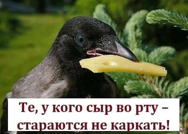 Те у кого сыр во рту ста аются не ка кать