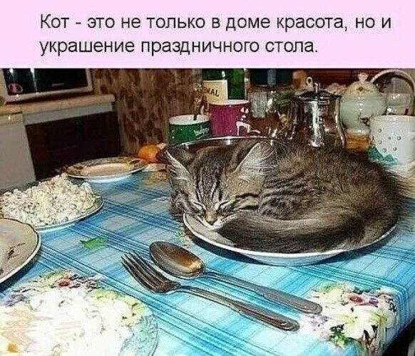 КОТ ЭТО не ТОПЬКО В ДОМЕ красота НО И украшение ПраЗДНИЧНОГО стопа