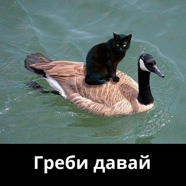 Греби давай