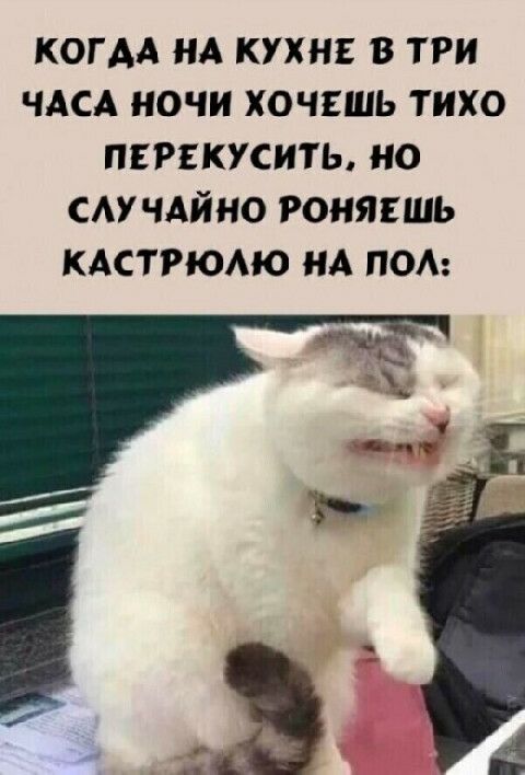 КОГДА НА КУХНЕ В ТРИ ЧАСА НОЧИ ХОЧЕШЬ ТИХО ПЕРЕКУСИТЬ НО САУ ЧАЙНО РОНЯЕШЬ КАСТРЮАЮ НА ПОА