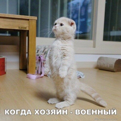 ЦЁСЁЫ Г Г