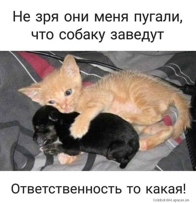 Не зря они меня пугали что собаку заведут Ответственность то какая