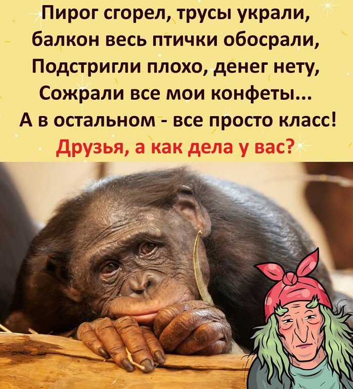 Пирог сгорел трусы украли балкон весь птички обосрали Подстригли плохо денег нету Сожрали все мои конфеты А в остальном все просто класс