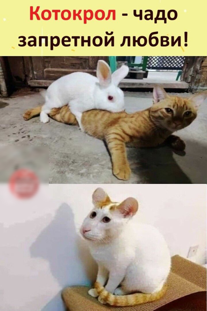 чадо запретной любви