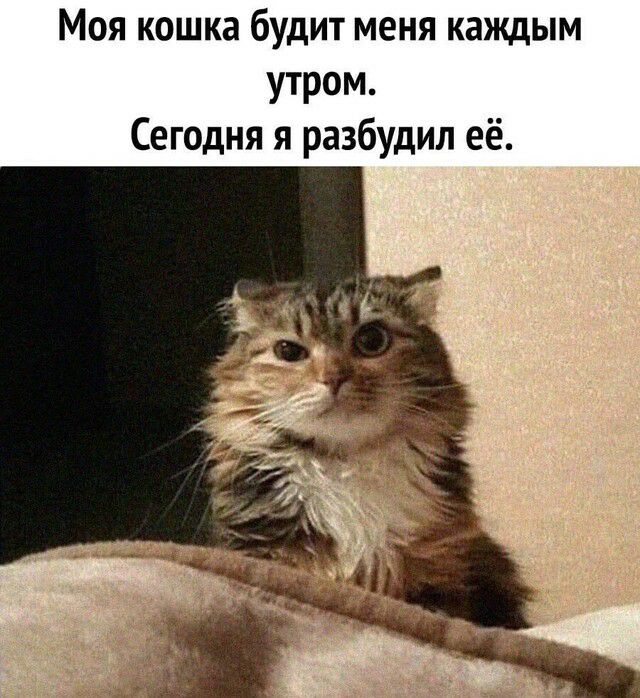 Моя кошка будит меня каждым утром Сегодня я разбудил её